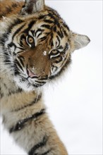 Sumatran tiger (Panthera tigris sumatrae) in the snow, captive, native to Sumatra, Indonesia, Asia