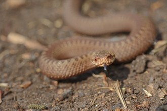 Common european viper (Vipera berus), young animal lambing, North Rhine-Westphalia, Germany, Europe