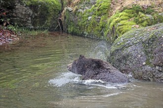 Brown bear, Ursus arctos, Bavarian Forest National Park, Bavaria, Germany, Captive, Europe