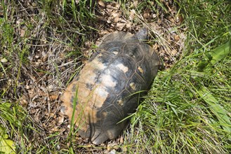 A tortoise with a strikingly patterned shell hidden in the green grass, hermann's tortoise (Testudo