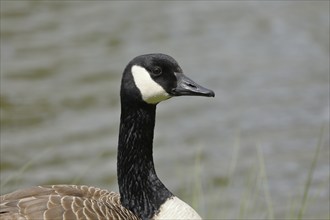 Canada goose (Branta canadensis), animal portrait, Wilnsdorf, North Rhine-Westphalia, Germany,