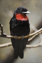 Purple-throated fruitcrow (Querula purpurata), male, captive, occurring in Central and South