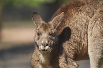 Portrait of an eastern grey kangaroo (Macropus giganteus) wildlife in Australia