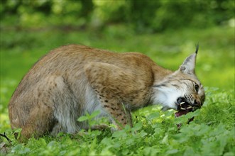 Eurasian lynx (Lynx lynx) feeding in the forest, Hesse