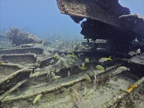 Wreck of the Benwood with fish swimming around. Dive site John Pennekamp Coral Reef State Park, Key