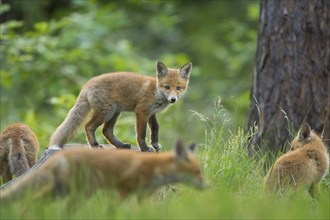 Red fox (Vulpes vulpes), young foxes in the forest, exploring their surroundings in the tall grass