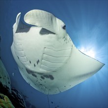 Underwater photo of reef manta ray (Manta alfredi) Manta, devil ray, winged ray, plankton eater,