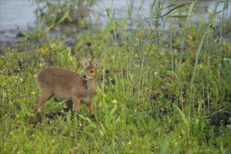 Chinese water deer (Hydropotes inermis) adult animal in a reedbed, England, United Kingdom, Europe