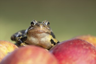 Common frog (Rana temporaria) adult amphibian climbing on a fallen apple fruit on a garden lawn in