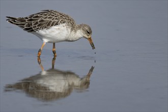 Ruff (Philomachus pugnax) adult wading bird feeding in shallow water, England, United Kingdom,