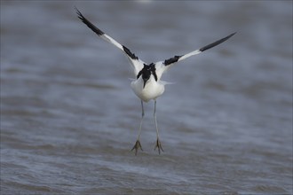 Pied avocet (Recurvirostra avosetta) adult wading bird flying over water, England, United Kingdom,