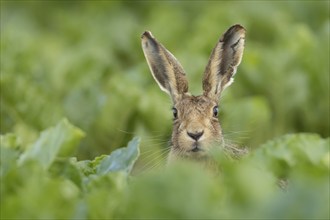 European brown hare (Lepus europaeus) adult animal in a farmland sugar beet field, England, United