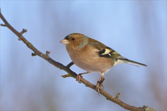 A chaffinch (Fringilla coelebs), sitting on a branch against a blue sky, Odenwald, Hesse, Germany,