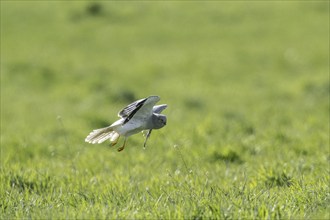 Hen harrier (Circus cyaneus), Emsland, Lower Saxony, Germany, Europe