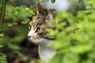 Cat, European Shorthair, domestic cat (Felis catus), tricoloured, Baden-Württemberg, Germany,