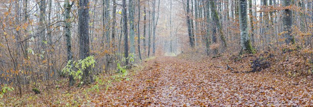 Forest path in late autumn, beech trees (Fagus sylvatica), Swabian Alb, Baden-Württemberg, Germany,