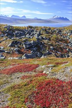 Autumn coloured blueberry bushes, red, sunny, stones, autumn, mountains, Stora Sjöfallet National