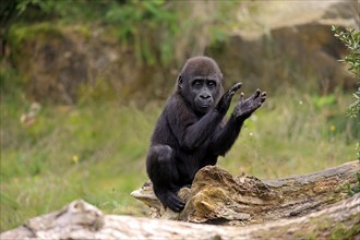 Western gorilla (Gorilla gorilla), young animal, clapping its hands