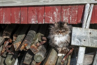 Cat, Å i Lofoten or Å for short, Lofoten, Northern Norway, Norway, Europe