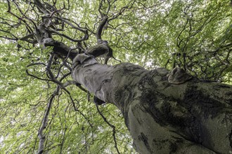 Süntelbuche (Fagus sylvatica suenteliensis), Berggarten Hannover, Lower Saxony, Germany, Europe