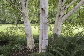 Himalayan birch (Betula utilis jaquemontii), Berggarten Hannover, Lower Saxony, Germany, Europe