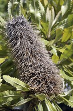 Saw-leaved banksia, Banksia serrata, Australia, Oceania