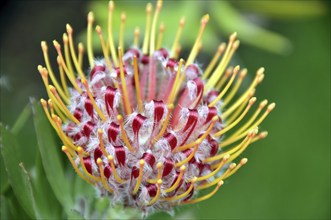 Gardener's tea, Leucospermum, South Africa, Africa