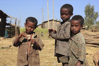 Amhara region, three boys on a small farm, one chewing sugar cane, Ethiopia, Africa