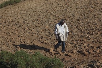 Tigray region, local man on his way across dry fields, Ethiopia, Africa