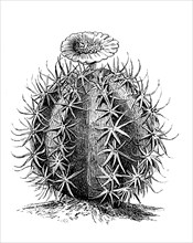 Cactus, Echinocactus horizonthalonius, Illustration from 1890, Historical, digital reproduction of