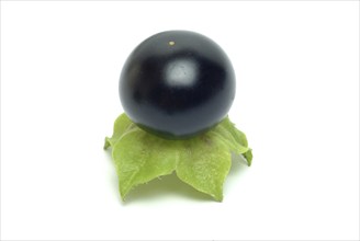 Food, fruit, black Jaltomata, Jaltomata procumbens is a plant species from the genus Jaltomata in