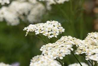 White flowers of common yarrow (Achillea millefolium) in the green, Ternitz, Lower Austria,