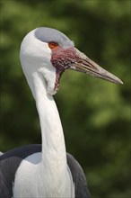 Wattled crane (Bugeranus carunculatus, Grus carunculatus), portrait, captive, occurrence in Africa