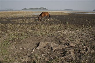 Carcass of a dead horse on the shore of Lake Ziway, Ethiopia, Africa