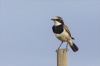 Wheatear, (Oenanthe pileata), on perch, Road from Malgas to Swellendam, Swellendam, Western Cape,