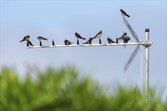 Swallows sitting on an antenna, France, Europe