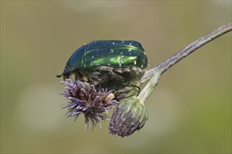 Copper rose beetle (Protaetia cuprea), Vilnius, Lithuania, Europe