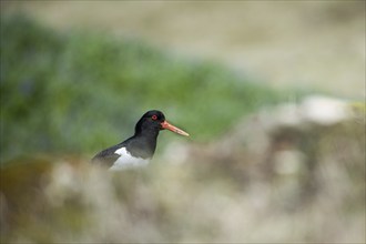 Oystercatcher (Haematopus ostralegus), Reykjanes, Iceland, Europe