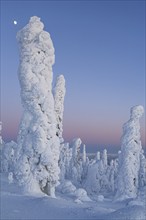 Snow-covered trees in the Arctic at dusk, Dalton Highway, Alaska, USA, North America