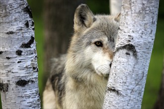 Wolf (Canis lupus), adult, portrait, Minnesota, USA, North America