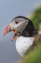 Puffin (Fratercula arctica) sitting on a cliff by the sea, portrait, summer, Latrabjarg,