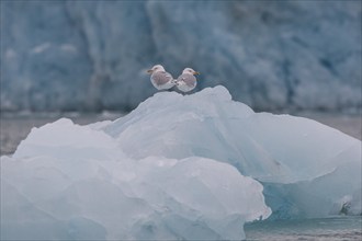 Glaucous gulls (Larus hyperboreus) on an iceberg, in the background edge of Monacobreen,