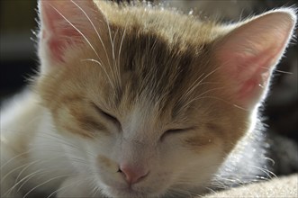 Sleeping two-month-old domestic cat (Felis silvestris f. catus), kitten