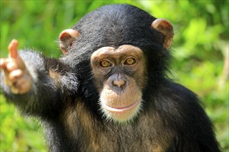 Chimpanzee (Pan troglodytes troglodytes), young animal, portrait