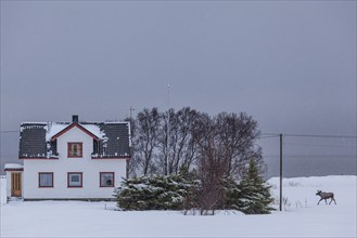 Moose, house, snow, winter, coast, Vesteralen, Norway, Europe