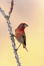 House Finch (Haemorhous mexicanus), adult, male, Ocotillo, cactus, Sonoran Desert, Arizona, USA,