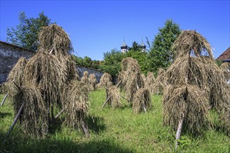 Traditional hay harvest, hay, sunny, Benediktbeuern Monastery, Bavaria, Germany, Europe