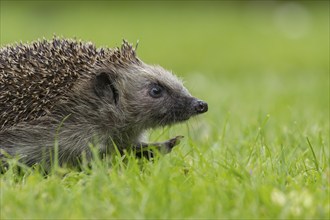 European hedgehog (Erinaceus europaeus) adult animal walking on a garden grass lawn in the summer,