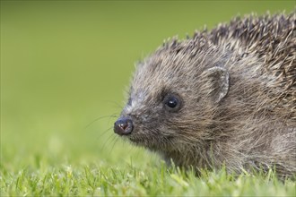 European hedgehog (Erinaceus europaeus) adult animal on a garden grass lawn, Suffolk, England,