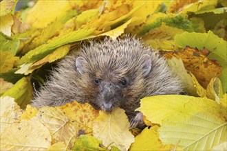 European hedgehog (Erinaceus europaeus) adult animal resting amongst fallen autumn leaves, Suffolk,